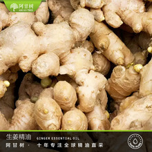 ���ʘ��������ͼ����s������Zingiberofficinalis�η����l��޹