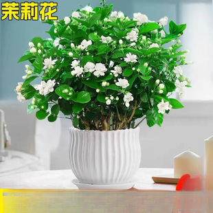 ��ֲ���҃��������������ˮ�_�����ļ��d�ӻ��Ϙ������㻨���G