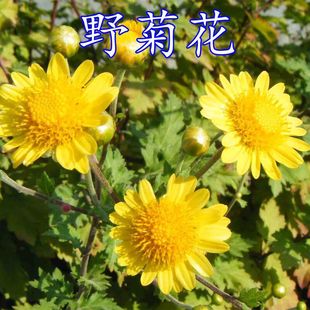 �G�ѷN�I���I���ۻ�������Ұ�ջ��N��Ұ�S�ջ���޲�ļ��ɲ�