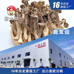 鹿の角茸 乾物 鹿の角茸 猿のヒマワリ 鹿の角野菜 ケータリング レストラン 鹿の角茸 500g ふるいで雑多を取り除きます