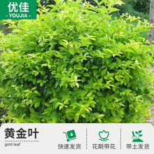 �S���~�����ļ����G�@��ͥԺ�G������ɽ�Gֲ���a���؄e���ֵ�ľ��