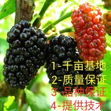 �L��ɣ�ؘ���ɣ����޽ӵ������ϱ����Nֲ���~�o��ɣ�ؘ䮔��Y��