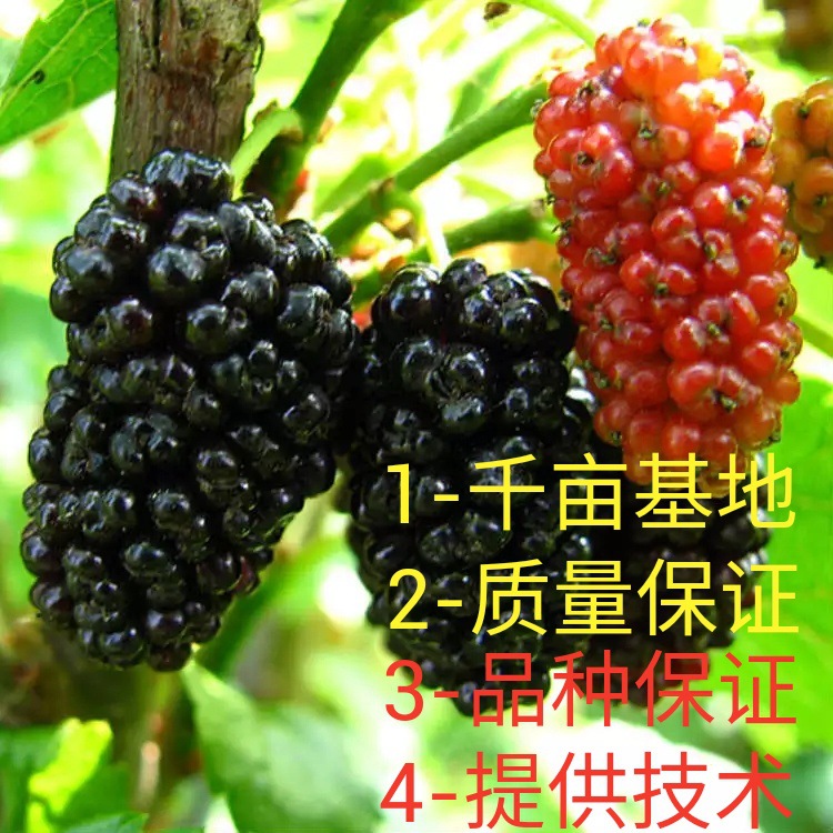 长果桑葚树苗桑果苗嫁接地盆栽南北方种植大叶无籽桑葚树当年结果