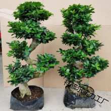 金钱榕树盆栽室外植物大型花卉绿植老根阳台S人参榕树盆景老桩