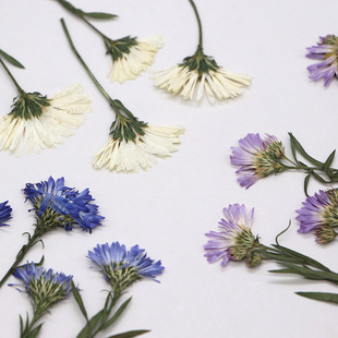 Dutch Chrysanthemum Dried Flower Specimen Embossed diy Material Bag Dropping Glue Bookmark Mobile Phone Shell Face Flower Real Flower Photo Frame Baffled Flower