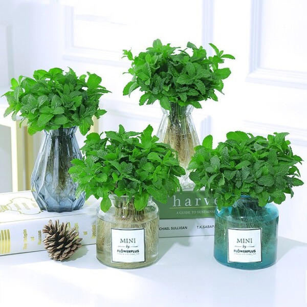 Lemon mint potted edible rosemary mint leaf seedlings drive mosquito…