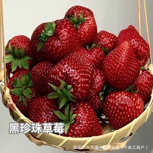 �������ݮ�N�������Ͳ�ݮ���ļ��Y�������ϱ����Nֲ�ڲ�ݮ�N