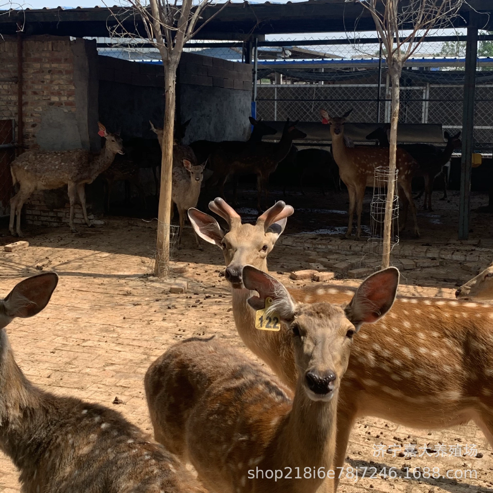 Живописное место поставки родственники одомашненных пятнистых оленей в наличии продают саженцы оленей сколько стоит олень Sika ферма