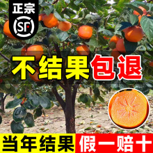 ���Ә���������̫��������޽���ͥԺ�̨�������ϱ����ļ��Nֲ