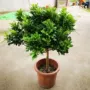 开花植物浓香盆栽香水
