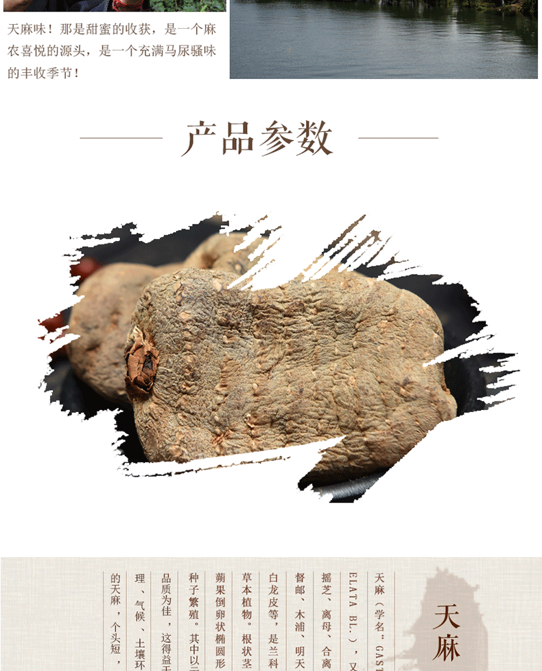 Yunnan Zhaotong Black Gastrodia Dried Slices 500g Premium Tian Ma Herbal Root in use