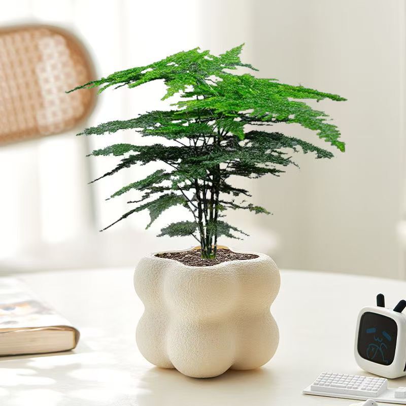[Premium] Asparagus Potted Plants Indoor Air Purification Office Green Plants Flower Potted Bonsai Small Potted Plants