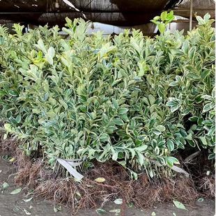 ��߅�S�����ͥԺ�����G�h�Nֲ�ͺ��ļ������ľ�@�־G��������ľ