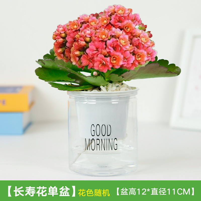 장수꽃(흡수분지)은 비꽃석을 보낸다