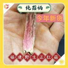 果福得福建野生正红菇甜 纯菇脚菇柄红菇无帽云南广西酒店餐饮