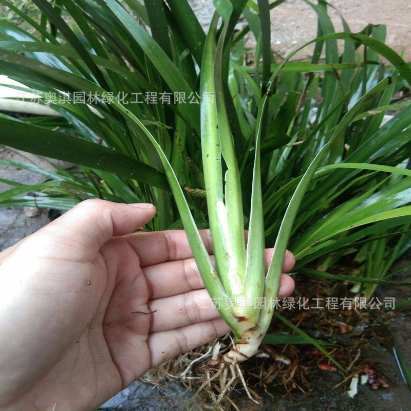 Acorus tatarinowei водные растения водно-болотные угодья Озеленение вечнозеленых цветно-листовых растений Пруд водно-болотных угодий качество воды парк декоративный