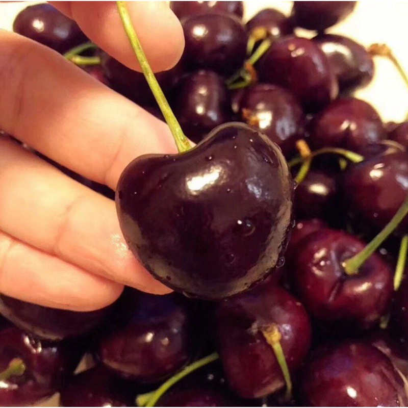 Саженцы плодовых деревьев Рассада Россия № 8 Саженцы вишни Посадка на севере и юге Горшок Посадка ароматных саженцев вишни Украина