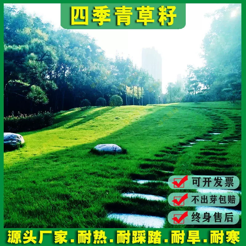 草坪种子四季青草籽狗牙根净籽多年生黑麦草高羊茅矮生地毯草种籽
