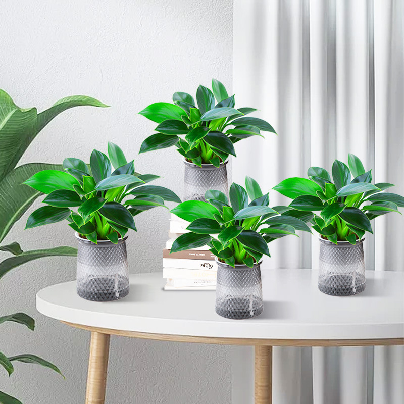 [특가 패키지] 골든 다이아몬드 25cm 화분 4개, 나무 3그루(별 화분) + 영양액