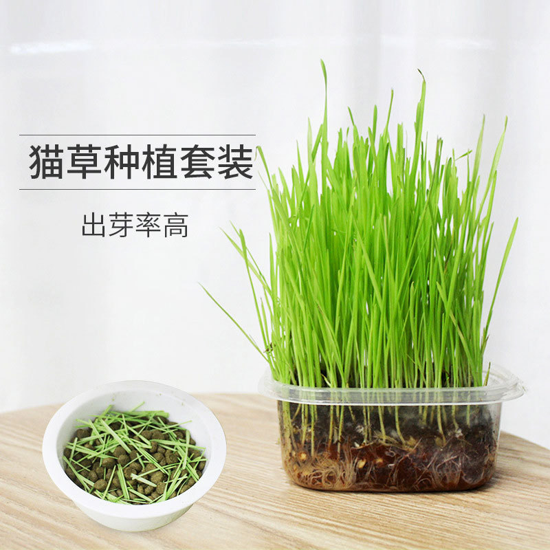Cat Supplies, Cat Grass Seeds, Hydroponic Catnip, Nutritious Soil for Planting, Cat Treats, Pet Supplies Cat Supplies, Cat Grass Seeds, Hydroponic Catnip, Nutritious Soil for Planting, Cat Treats, Pet Supplies