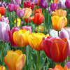 Tulip species ball flower seed seed seed seed seeds are easy to live cold water resistance to soil cultivation pots and pots of imported heavy petal balls in the Netherlands