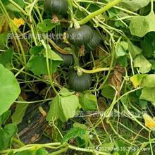 ���������ϹϷN�ӾG�����ϹϷN���r�ҾGƤ����ζ�ϹϷN���������