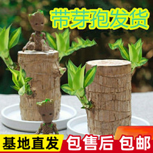 ����ľ����ˮ�B���\ľ�辰���ˎ�ѿ�l؛�Gֲ�k���҃�С����ˮ��