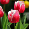 Spot wholesale Tulip species single petal varieties 1 capsule 5 degrees of balls in indoor flower pots blooming and raising