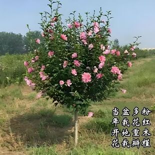 ľ�Ȼ��������ʳ���ذ���κô��ͥԺ�e���h�ʠ��ϱ������ɷNֲ