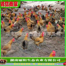 ������ֱ�u���_���u����wС��ɽ�ط��B�u���׻���B���M���gָ��