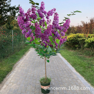 Dropshipping Supply of Strong-Scented Lilac Saplings That Bloom in the Current Year, Courtyard Balcony Florals, and Four-Season Planting