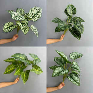 10�^�����~�^�z����Gɫ����ֲ���ľGֲ�O���~ˮ���ָ��z���~