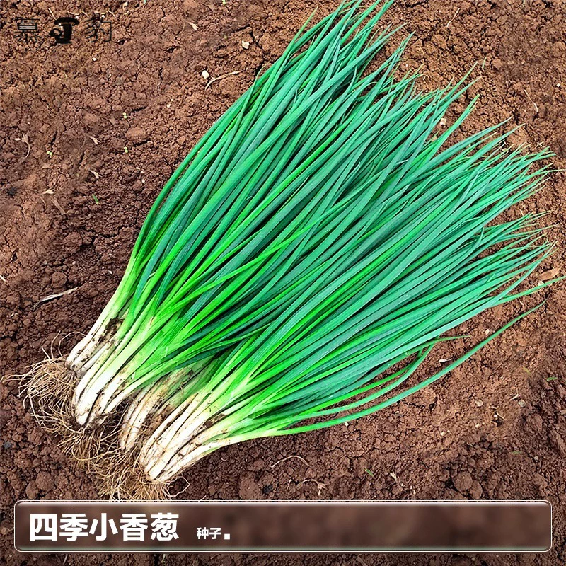 Семена четырехсезонной чесноки, луковицы чеснока, семена весенней чесноки, чесноки в горшках для балкона, посадка чеснока, семена овощей