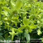 秋石斛观花植物客厅办公室庭院观花盆栽年宵花送礼馈赠花礼