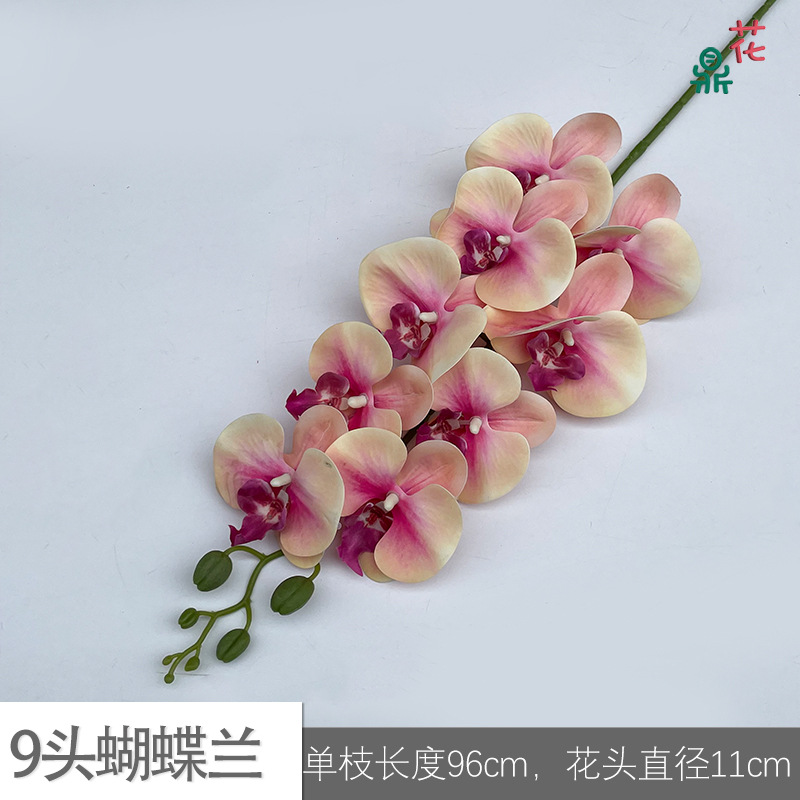 9 phalaenopsis GFG #19 핑크 코어 옐로우