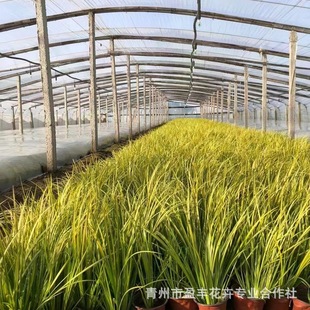 �ر��ݻ��{���R�A�Rɏ�纵�ѾG����ľ�R�m�� �����G�����̻���