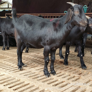 ɽ�򲨠�ɽ����� �����r�� Ŭ�ȁ���ɽ�����B���N