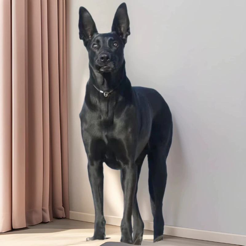 Оптовая продажа, большой черный волк, собака, чистокровная собака, взрывозащищенная собака, охотничья собака, сторожевая собака, домашнее животное, щенок, живой щенок