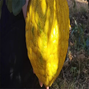 ���㙴���㙴�����㙴�����ݘ��ϱ����Nֲ���Ե��Թ����箔��Y��