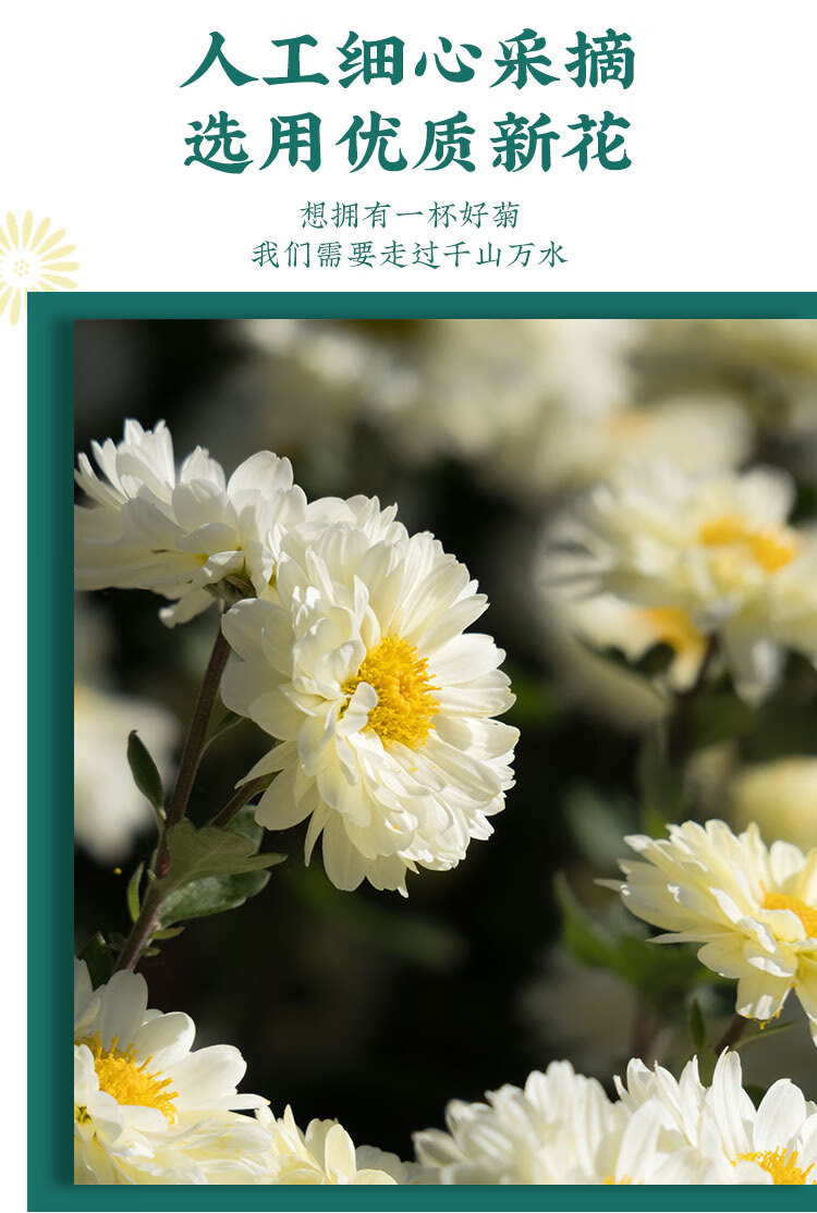 White Chrysanthemum Tea Bai Ju Hua 500g Dried Huangshan Chrysanthemum Flowers for Herbal Tea Brewing key features