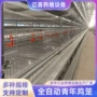 青年保温养鸡农场棚
