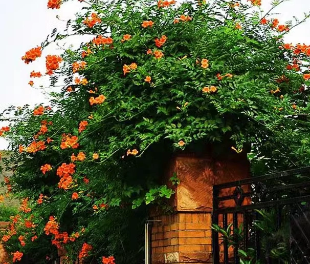 Дропшиппинг морозостойких саженцев клевера, вьющихся растений, крупных саженцев с четырехсезонным цветением, зеленых растений, горшечных растений, дворовых балконных пушек.