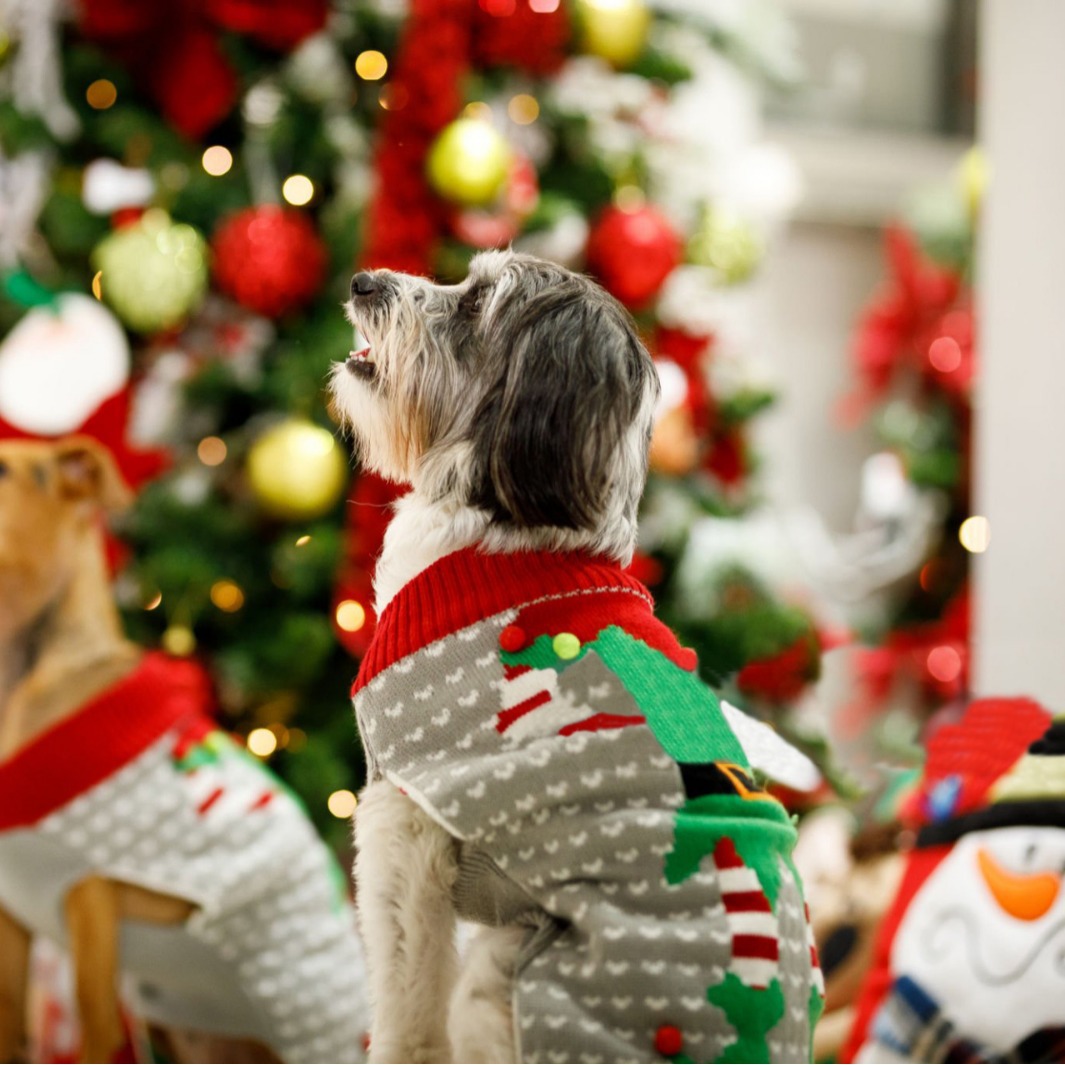 Navidad ropa de perro gris verde extraño Joker suéter de mascota Navidad elfo Teddy Bear ropa Bulldog