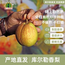 新疆库勒尔香梨新鲜水果皮薄多汁梨子当季水果香梨整箱批发正宗