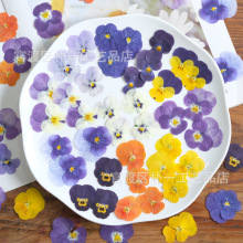 三色堇香堇干花压花植物标本批发押花相框台灯真花美甲脸部装饰花