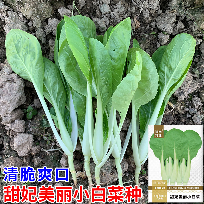 蔬菜种子公司批发甜妃美丽小白菜籽种四季快菜种籽小青菜种子种孑