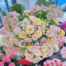 ҃Lۻļֲﻨ󻨰Bذ껨_