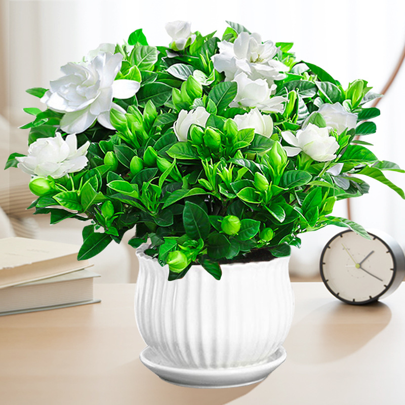 【새싹 있음】부티크 160#대형 치자나무(연꽃 세라믹 화분) + 영양액