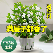 茉莉花苗盆栽带花苞九里香老桩驱蚊花卉植物室内浓香四季开好养活