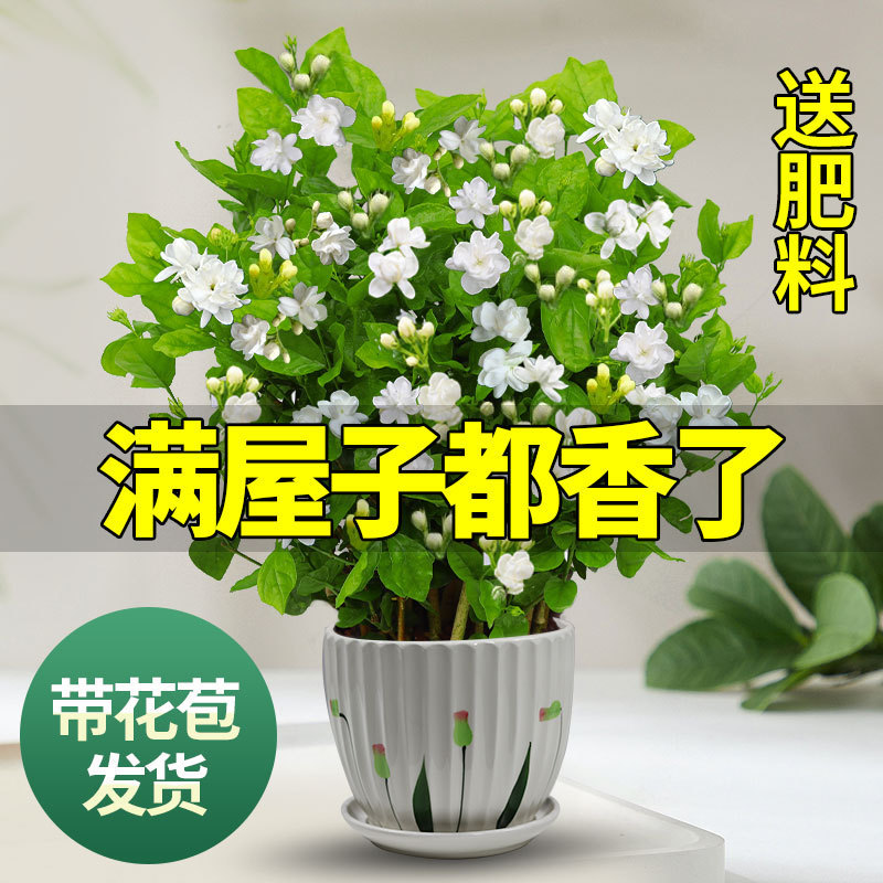 Jasmine Seedling Potted Plant with Buds, Nine-Mile Fragrant Old Stump, Mosquito-Repelling Flower Plant, Indoor Strong Fragrance, Blooms All Seasons, Easy to Care for